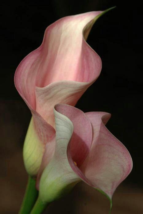 Secret Eden's Fragrant Embrace